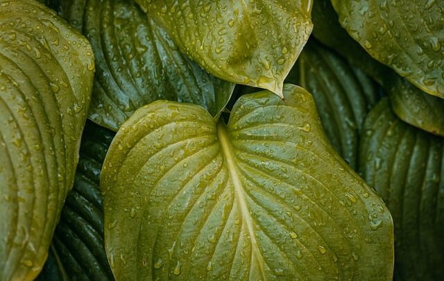 How Hydration Affects Your Health