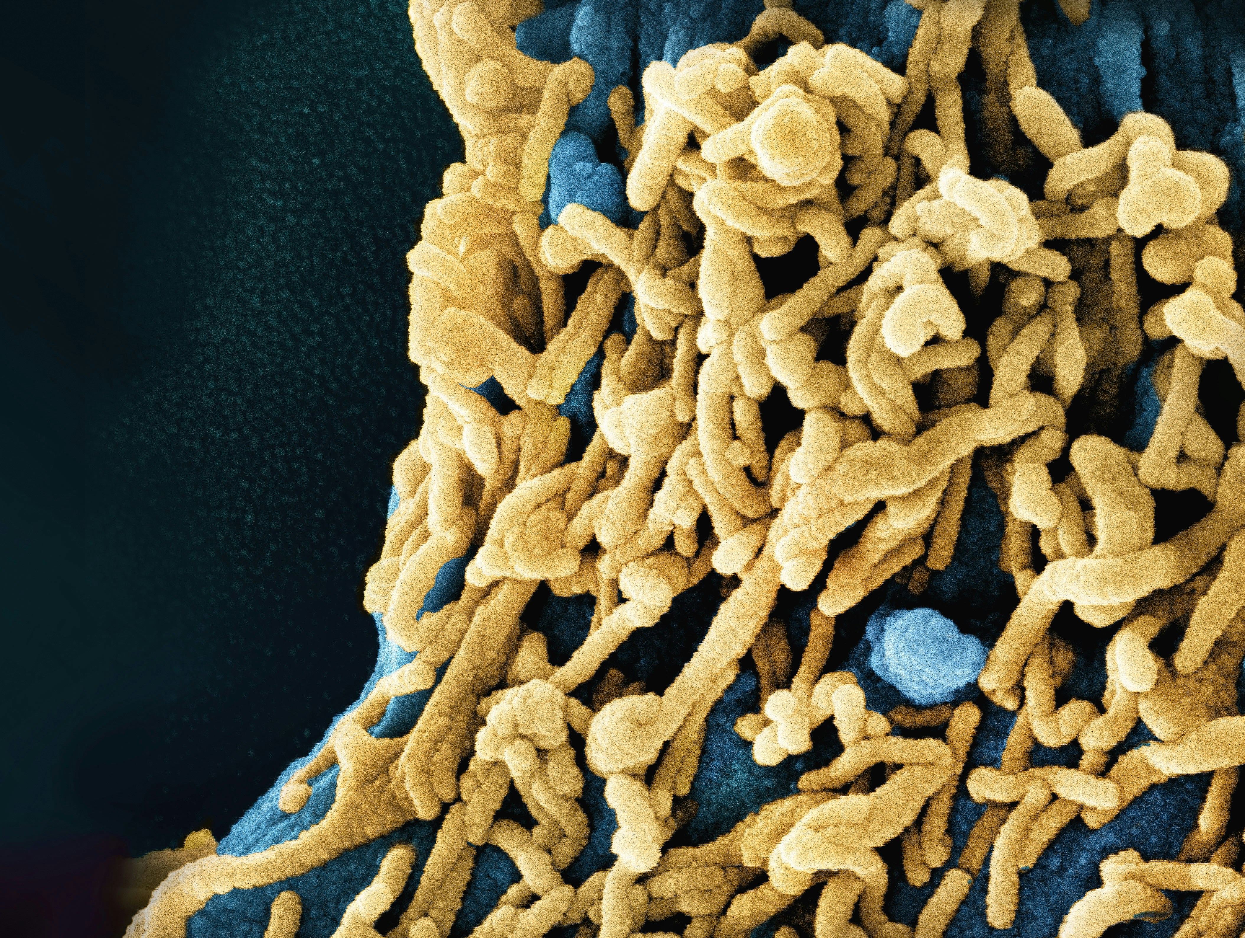 Understanding the Symptoms of Common Diseases